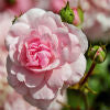 Rose - Rosa Damascena - Kypwell